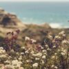 Torrey Pines | Vintage Mineral Watercolor Wooden Box Set